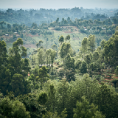 The sustainability of Gruppo Contec: a new forest